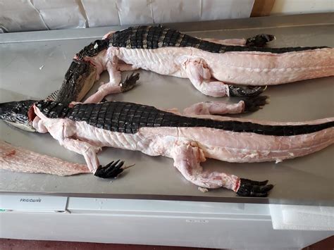 how much protein does alligator meat have how interestingly alligators might compare to other animals in their protein content