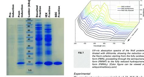 How to Determine Protein Purity: A Detailed Analysis with Multiple Perspectives